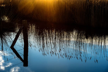 Camargue Morning - image gratuit #453291